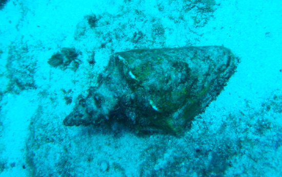  Lobatus gigas (Queen Conch)